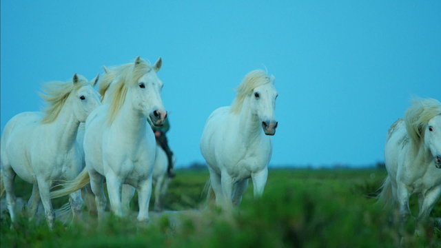 France Camargue horse white running Stallion Gelding