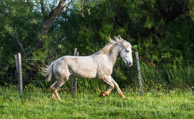 White Camargue Horse on the natural background.