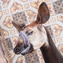 Close-up of an okapi