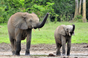 Naklejka na ściany i meble The elephant calf with elephant cow The African Forest Elephant, Loxodonta africana cyclotis. At the Dzanga saline (a forest clearing) Central African Republic, Dzanga Sangha