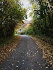Fototapeta na wymiar Spaziergang im Herbst