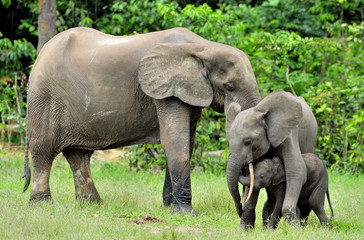 The elephant calf  with  elephant cow The African Forest Elephant, Loxodonta africana cyclotis. At the Dzanga saline (a forest clearing) Central African Republic, Dzanga Sangha