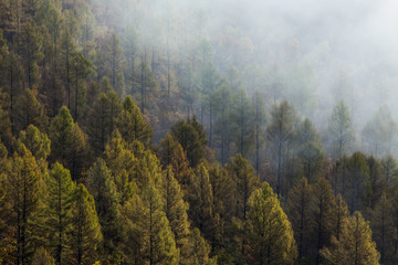 Forest covered by fog in Aershan,China