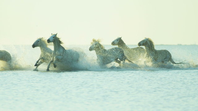 Camargue animal horses livestock cowboy running water 