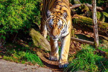 Amur Tiger