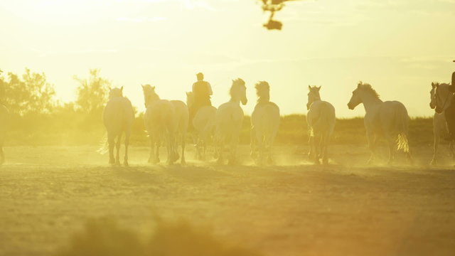Cowboy Camargue animal horses drone running sun flare
