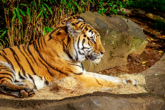 Fototapeta Amur Tiger