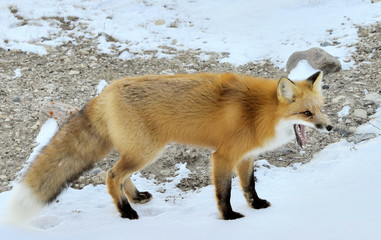 Closeup portrait on red fox with open mouth