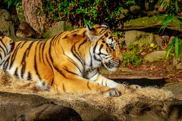 Amur Tiger