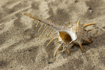 shell in the sand