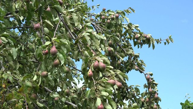 pear tree full of fruits move in strong wind on blue sky background in organic garden. Static closeup shot. 4K
