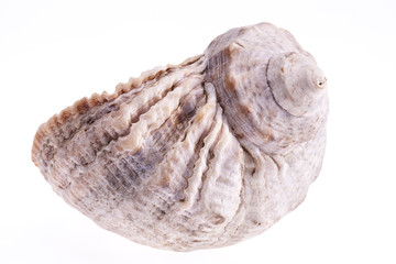 single sea shell isolated on white background