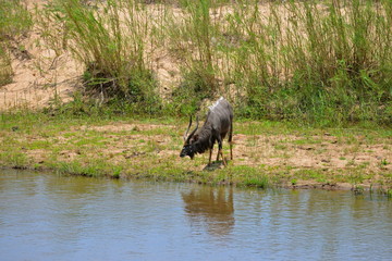 antilope au bord de l'eau, Afrique