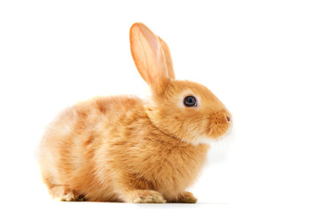 Naklejka premium Isolated image of a brown bunny rabbit
