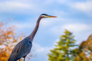 Great Blue Heron