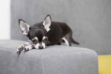 chihuahua lying and resting on grey sofa indoors