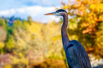 Great Blue Heron