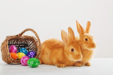 rabbits with Easter eggs on white background