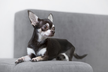 chihuahua lying and resting on grey sofa indoors
