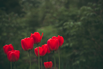 Obraz premium Blooming tulips in the dark