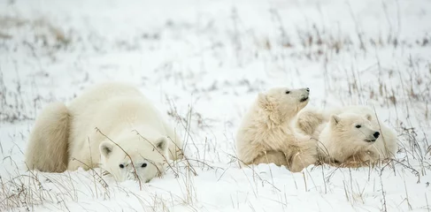 Crédence de cuisine en verre imprimé Ours polaire Ourse polaire avec oursons. Une ourse polaire avec deux petits oursons sur la neige.