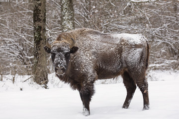 Bison winter day in the snow