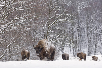 Bison family in winter day in the snow.