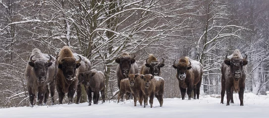 Stof per meter Bison familie in de winterdag in de sneeuw. © danmir12