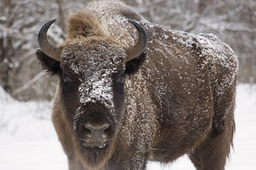 Bison winter day in the snow © danmir12
