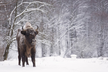 Bison winter day in the snow