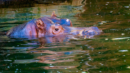 Fototapeta premium Hippo in water