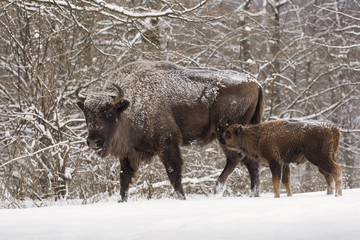 Bison family in winter day in the snow.
