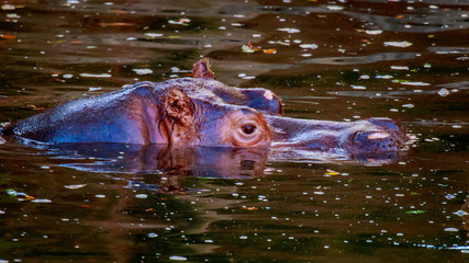 Fototapeta premium Hippo in water