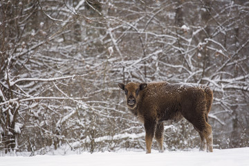 Bison baby in winter day in the snow.