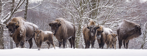 Bisons family in winter day in the snow. © danmir12