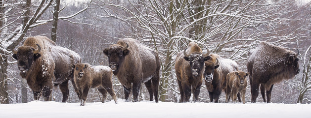 Bisons family in winter day in the snow. - obrazy, fototapety, plakaty