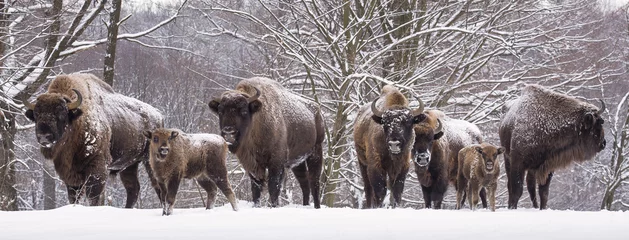 Photo sur Plexiglas Bison Famille de bisons en journée d& 39 hiver dans la neige.