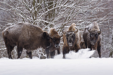 Bisons fight in winter day in the snow.