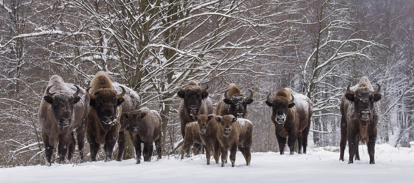 Bison Family In Winter Day In The Snow.