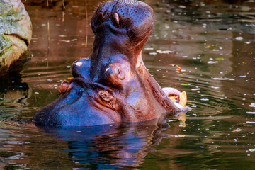 Obraz na płótnie Canvas Hippo yawning