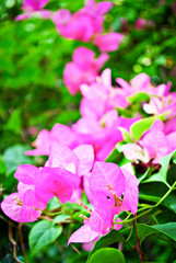 Pink Colorful Tropical Bougainvillea Flowers