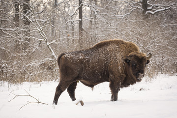 Bison winter day in the snow © danmir12