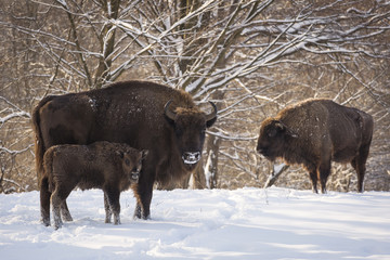 Bison winter day in the snow