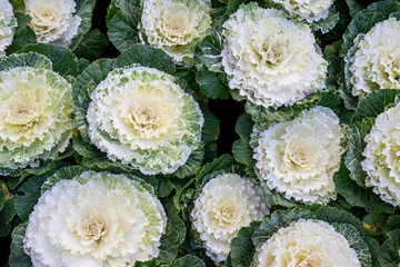 Close up of  Cabbage (Brassica Oleracea Capitata Group)