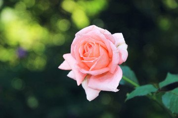 Close up of rose flower. Garden flower rose bud
