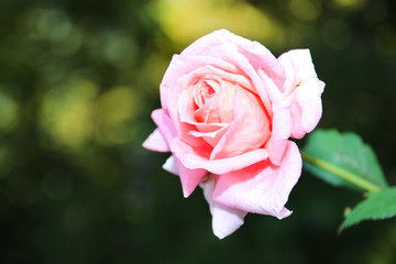 Close up of rose flower. Garden flower rose bud