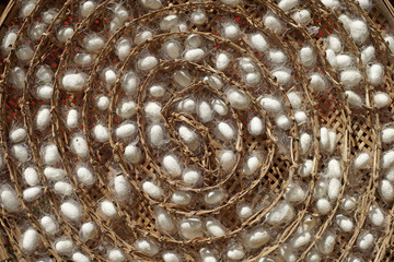 chrysalis white silkworm cocoons in nests