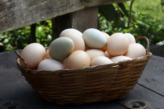 Fresh egg farm on a basket