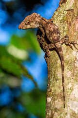 Anolis (Chamaeleolis) guamuhaya (Escambray Bearded Anole).