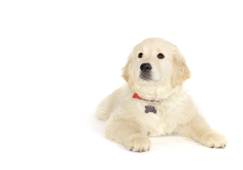 Golden retriever puppy lying and looking at the camera isolated on white